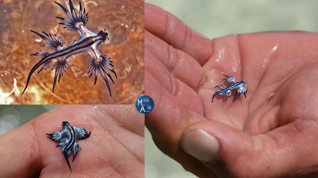    Моллюски Glaucus atlanticus будто прилетели к нам из другой планеты