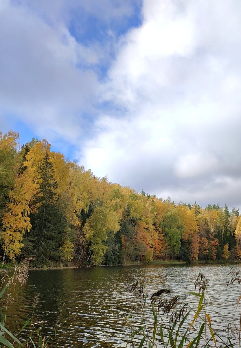 Смешанный лес осенью на берегу озера.