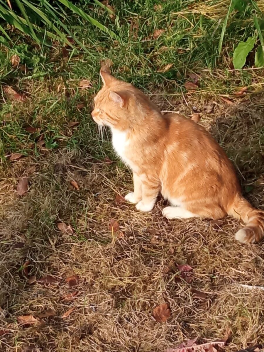 Новый брошенный рыжий дачный котик ищет дом. СПб и ЛО | Animalrescueed |  Дзен