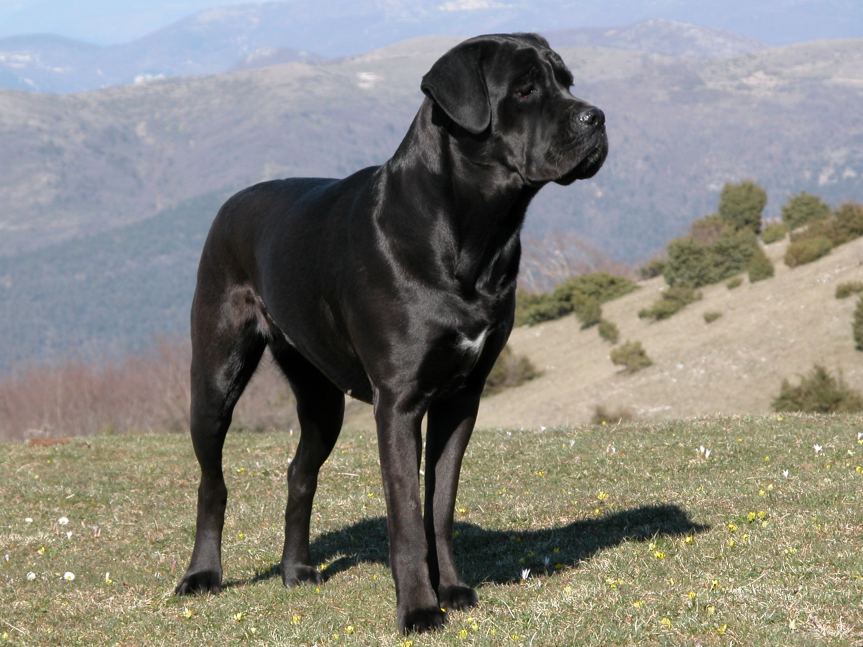 Кане-корсо
