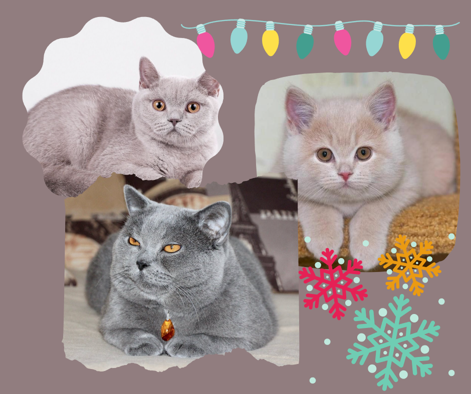 Котик с блестками