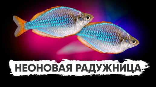 Неоновая радужница (Melanotaenia praecox)