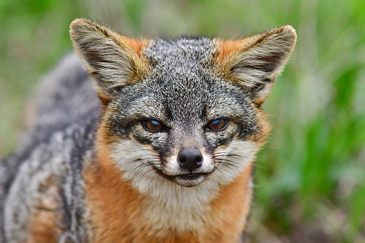 Серый лис. Островная лисица Urocyon littoralis. Островная лисица. Островная лиса.