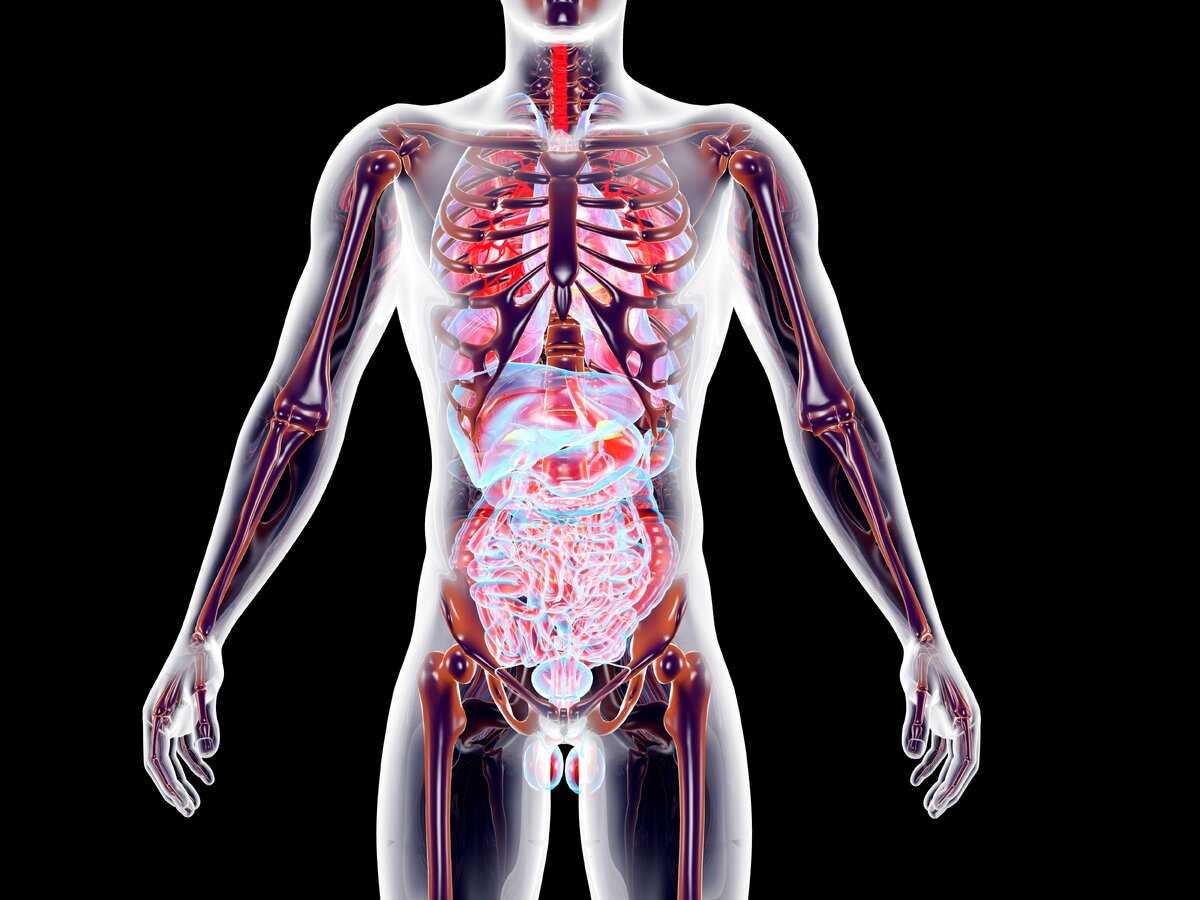 Поражаемые органы человека. Эндокринная система 3д. Заболевания внутренних органов. Тело человека. Организм человека.