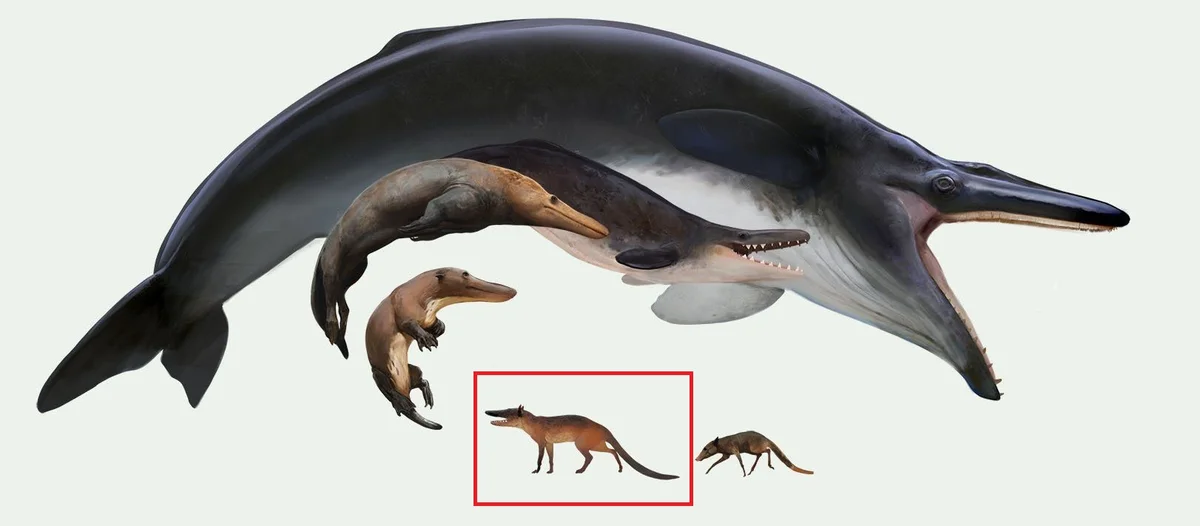 Пакицет был одной из первых форм, что привел к созданию китообразных (пакицет отмечен красным). Изображение из Интернета