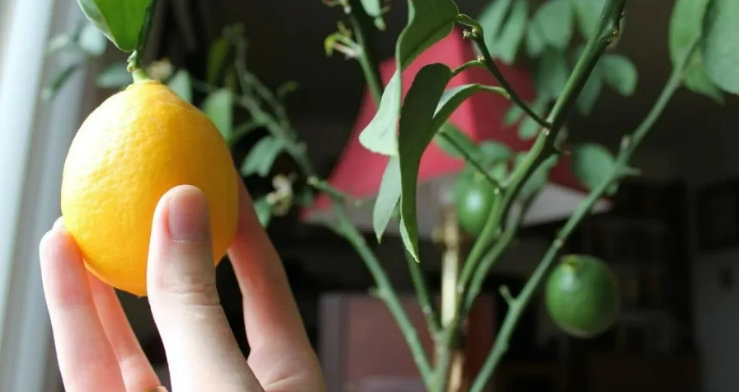 Фотография взята из источника domashniecvety.ru