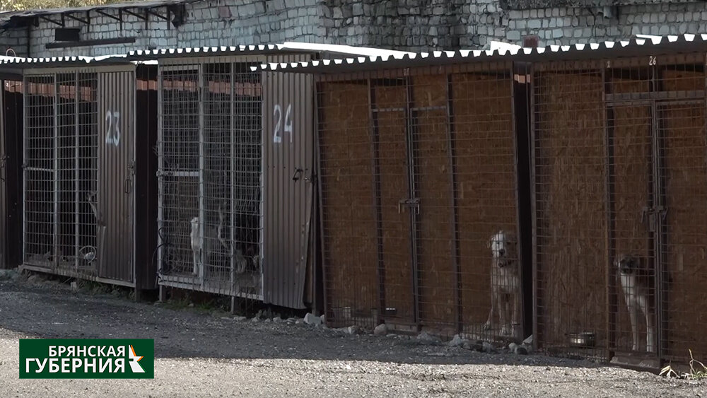 ФОТО: «Брянская губерния»