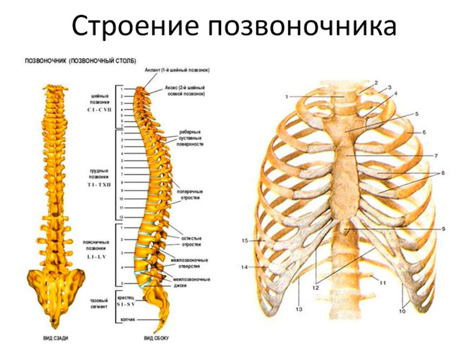 Строение позвоночника человека анатомия. Строение скелета позвоночника. Скелет анатомия Позвоночный столб. Строение позвоночного столба человека схема.