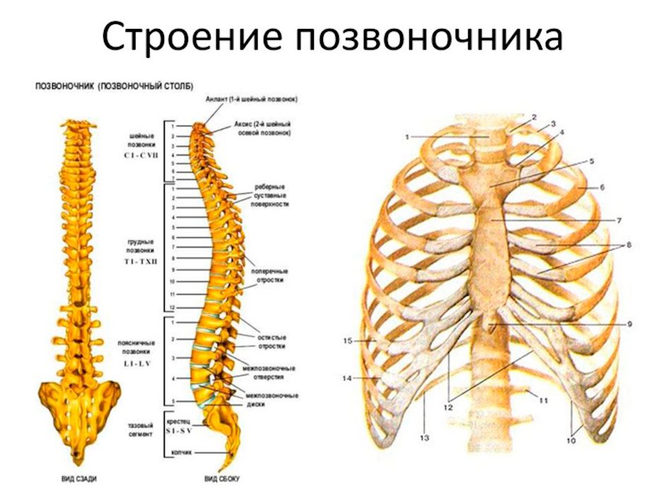 Кости позвонка. Строение позвоночника человека анатомия. Строение скелета позвоночника. Скелет анатомия Позвоночный столб. Строение позвоночного столба человека схема.