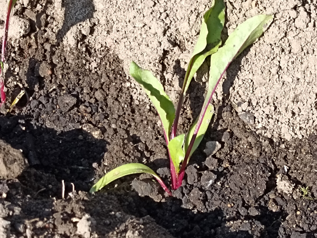 Свекла Матрёна. Фото автора