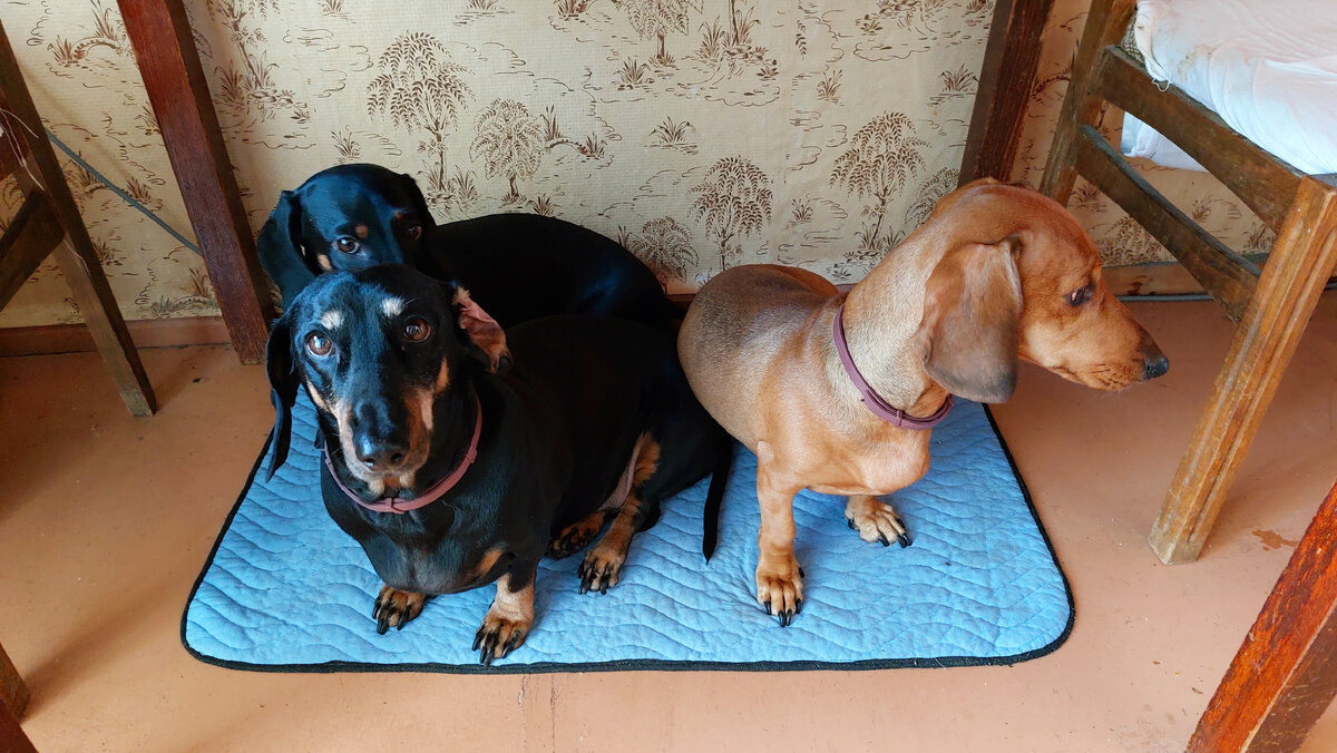 Сладуны с матерью, в ожидании борща)