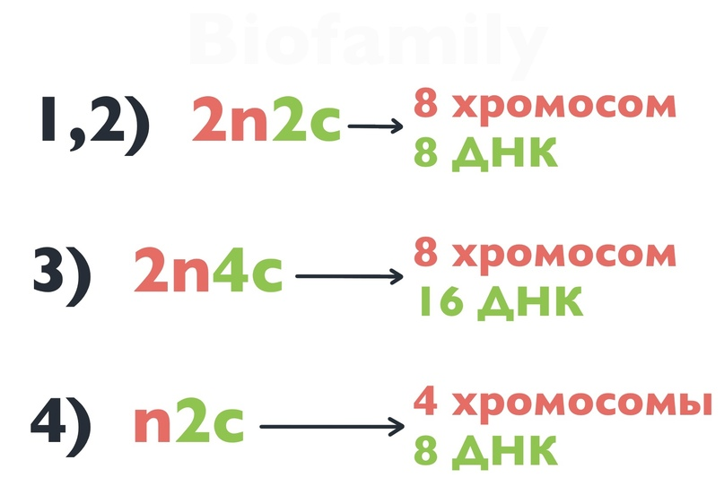 Половые клетки человека, хромосомы, оплодотворение — статья МЦРМ