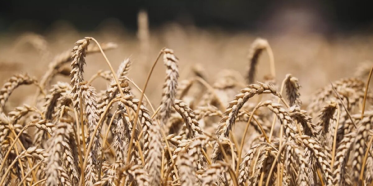 Фото: РИА «Новости»