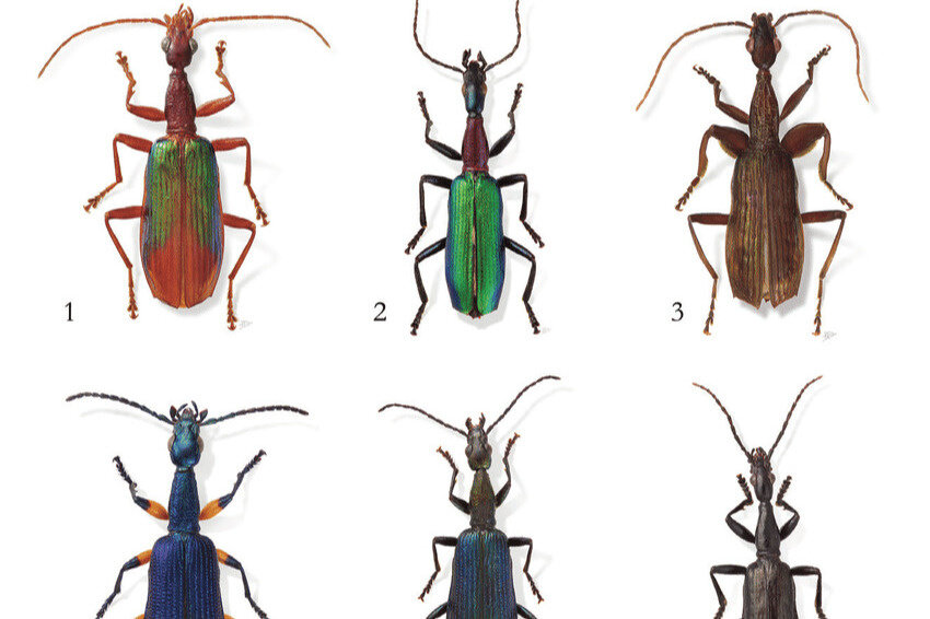   
 Фото: Terry Erwin