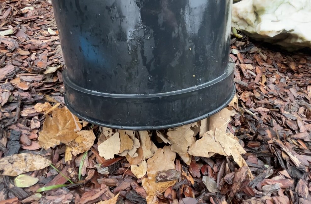 Эхинацея под дубовыми листьями.