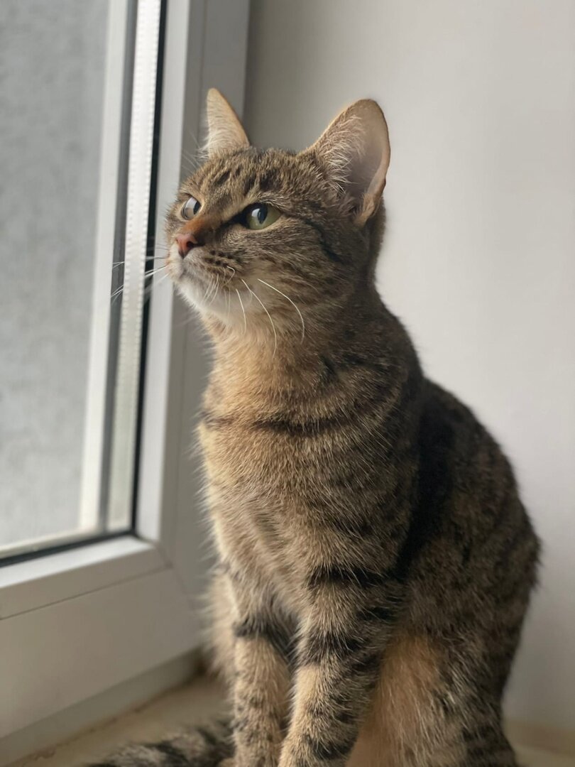 Лиза сидит, будто мечтает о том. что ее хозяин вернется за ней