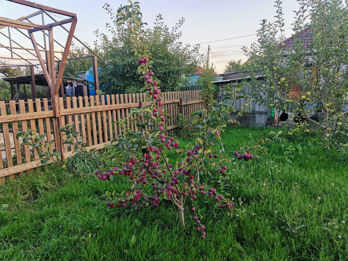 Яблоня китайка Керр