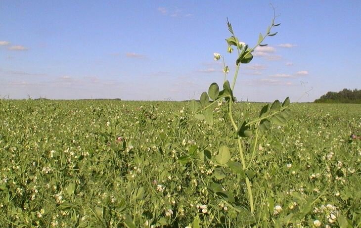    Посевной горох готовится вернуть себе царскую корону