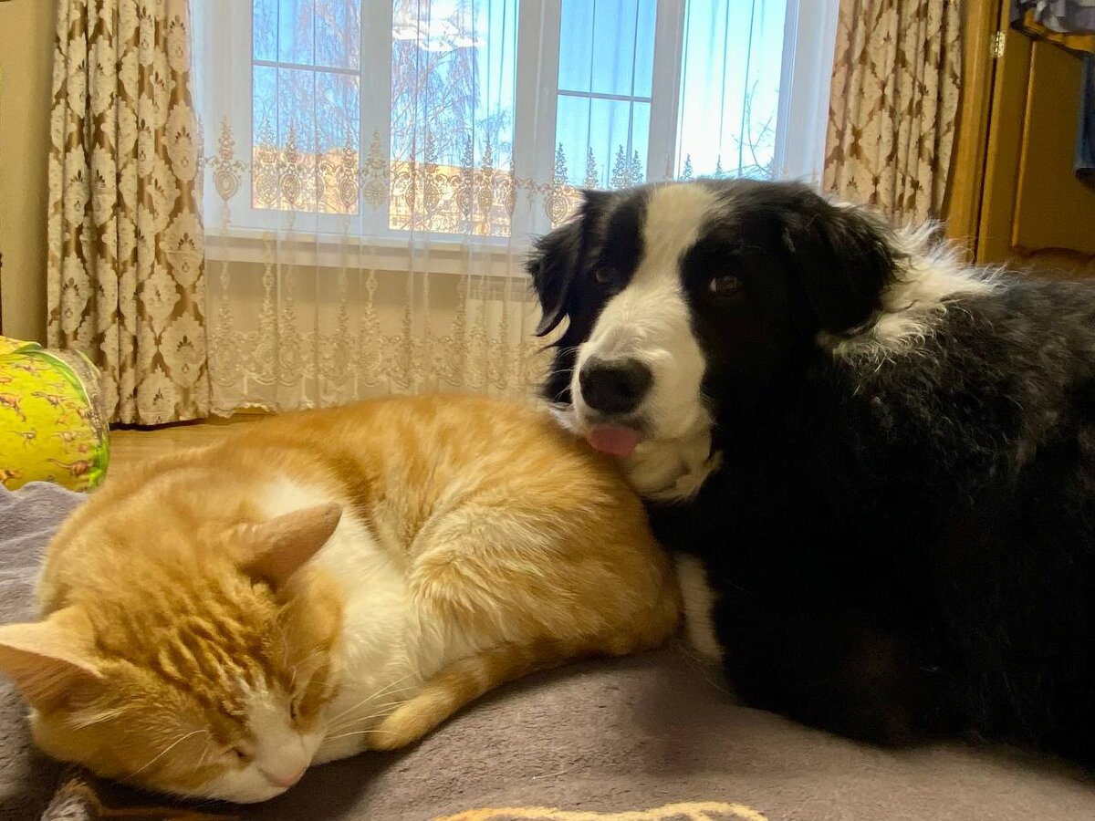 Басту даже коты не боятся