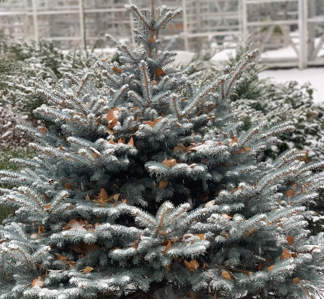 Защита хвойных от ожогов без укрытия