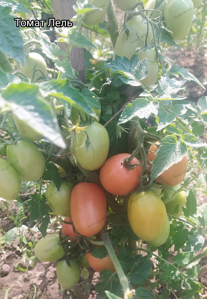 Томат Лель