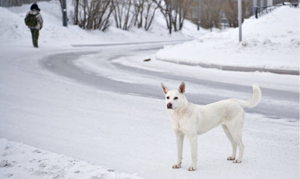    Глава Нового Уренгоя Воронов рассказал о работе приюта для бездомных животных