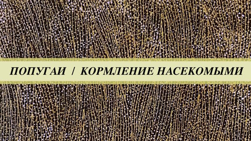 Насекомые для кормления попугаев, какие нужны, сколько и как давать? Каких насекомых давать нельзя.