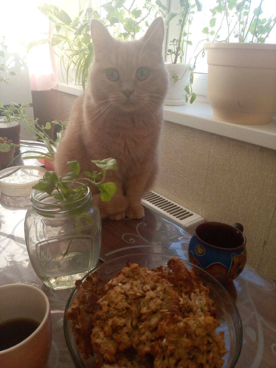 Фото автора и Коржа, это моя кошка