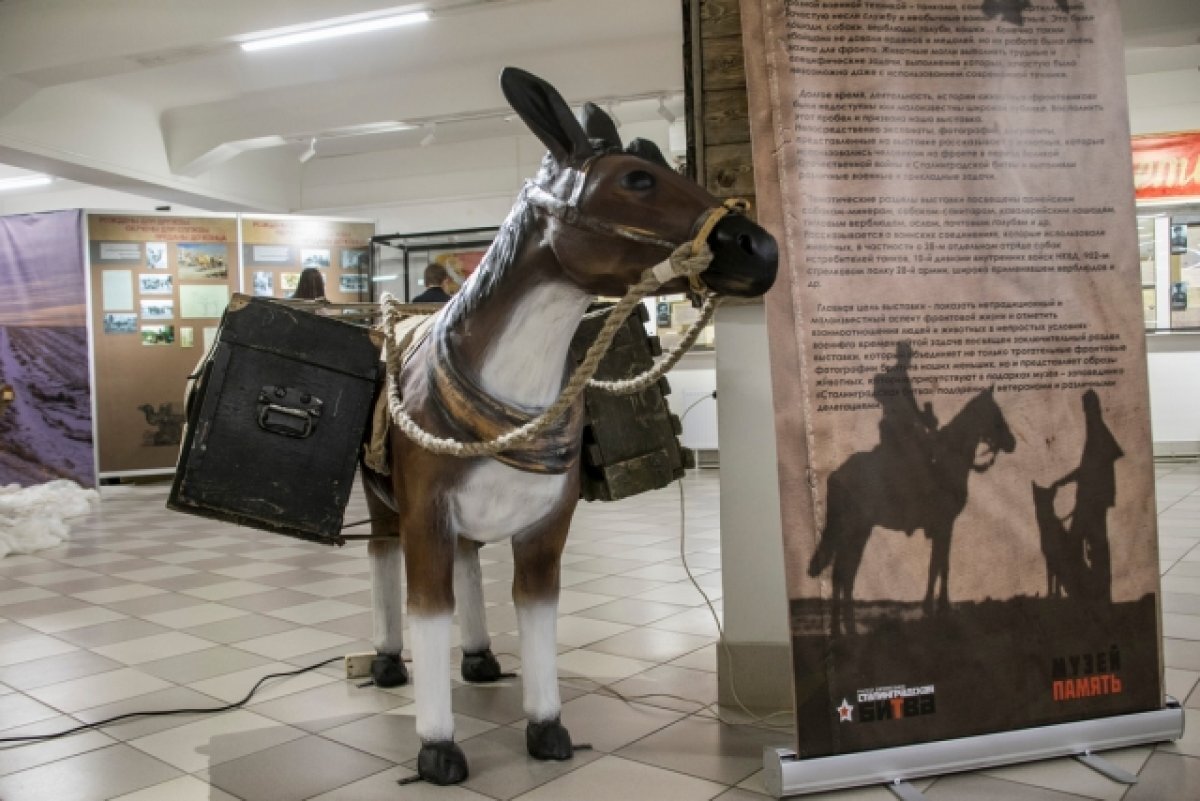    В Волгоградском музее «Память» стартовала выставка о животных на фронте