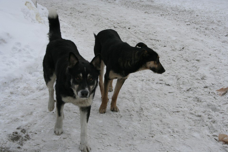     Собаки напали на ребенка Олег УКЛАДОВ