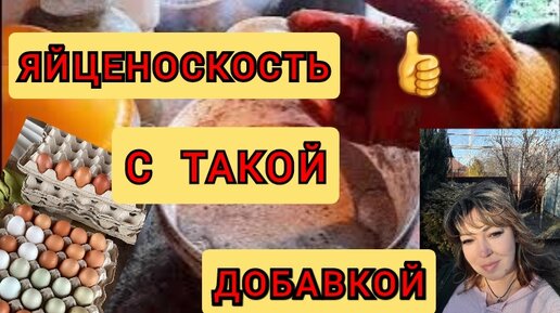 Важная добавка для яйценоскости кур!//Как кормлю Кур Зимой? | Жизнь на ...