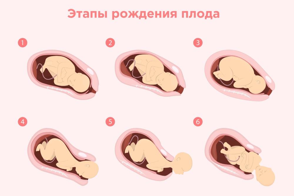 Периоды родов