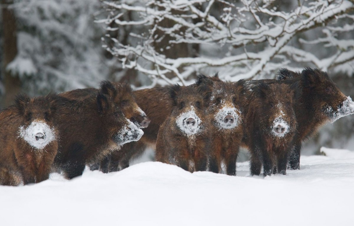 Красивые фотографии животных в зимнее время года.