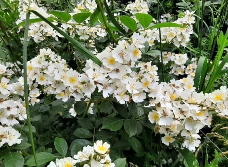 КЬЮ ГАРДЕН ОТ ДЭВИДА ОСТИНА! Чудо а не Роза 🌹 