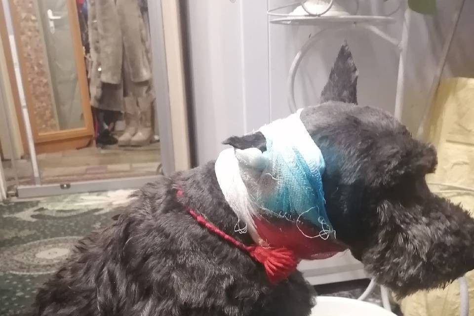     Пострадавшей собаке предстоит долгое лечение. Фото: Марина Крамаренко