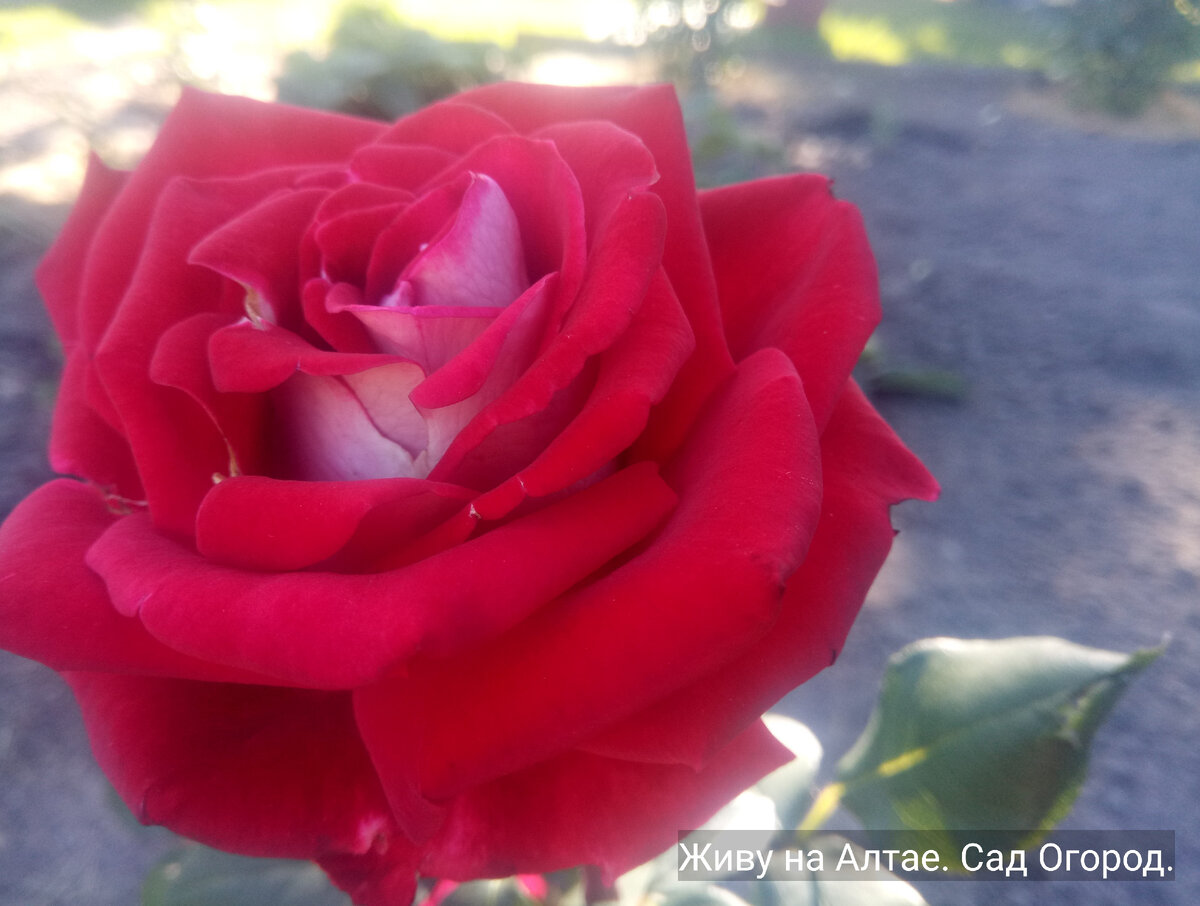 фото из личного архива