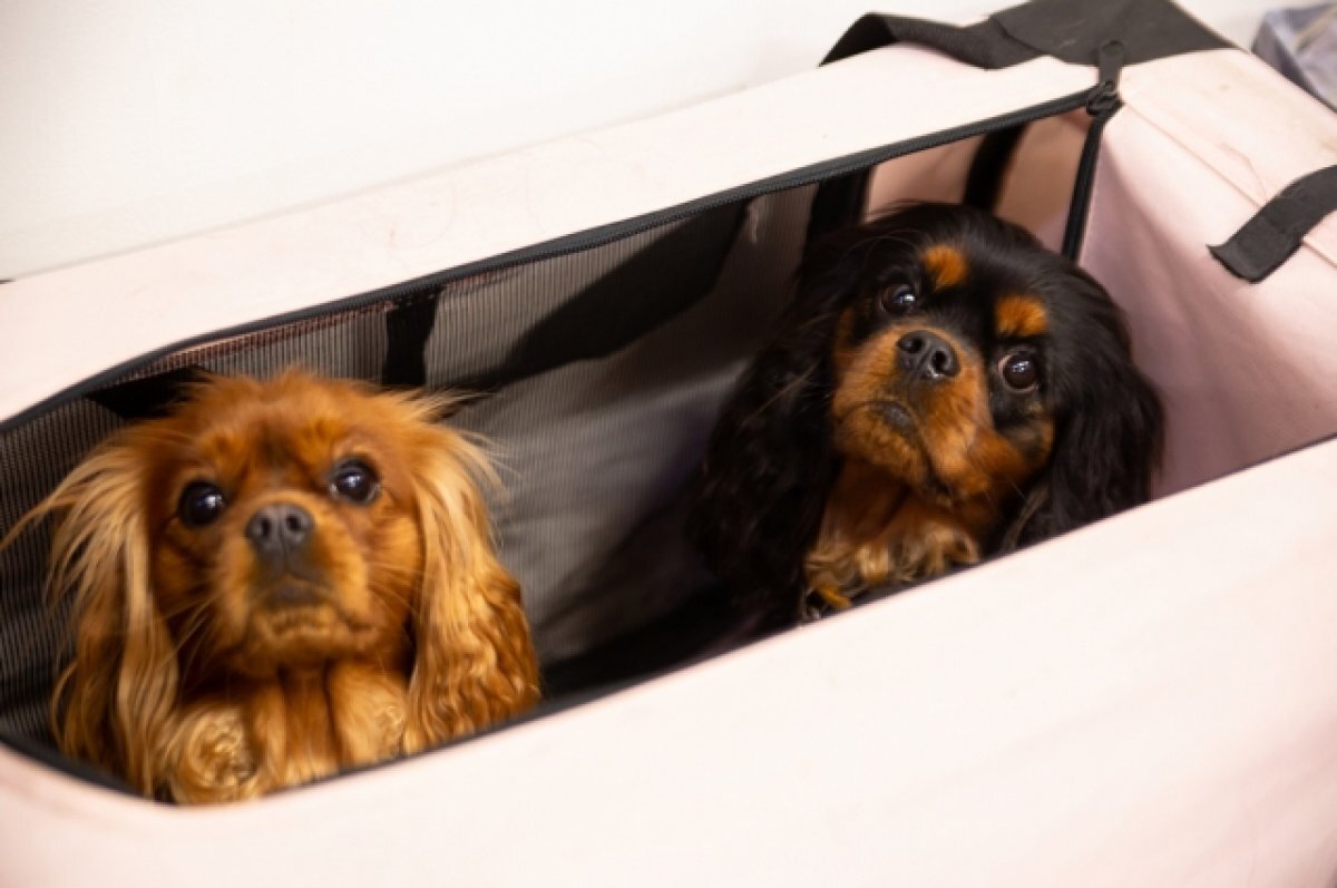    Кинологи советуют не подпускать выпивших гостей к собакам