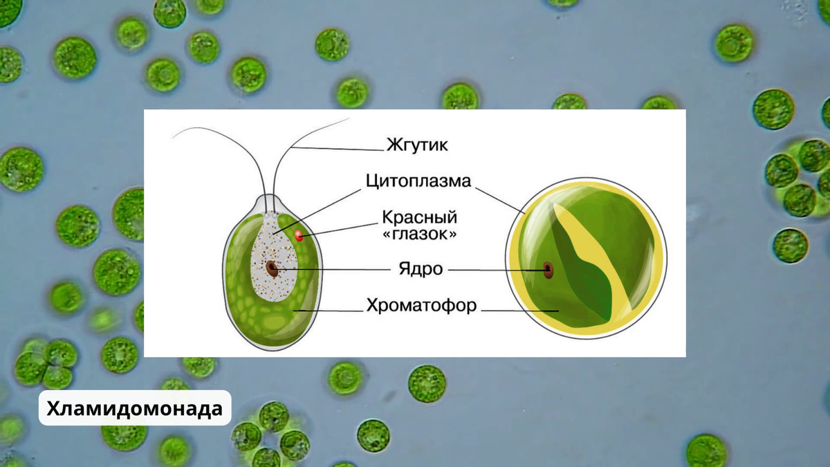 Хламидомонада рисунок (49 фото)