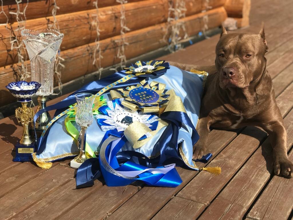 Результаты выставки прайтер Че Гевара РПП