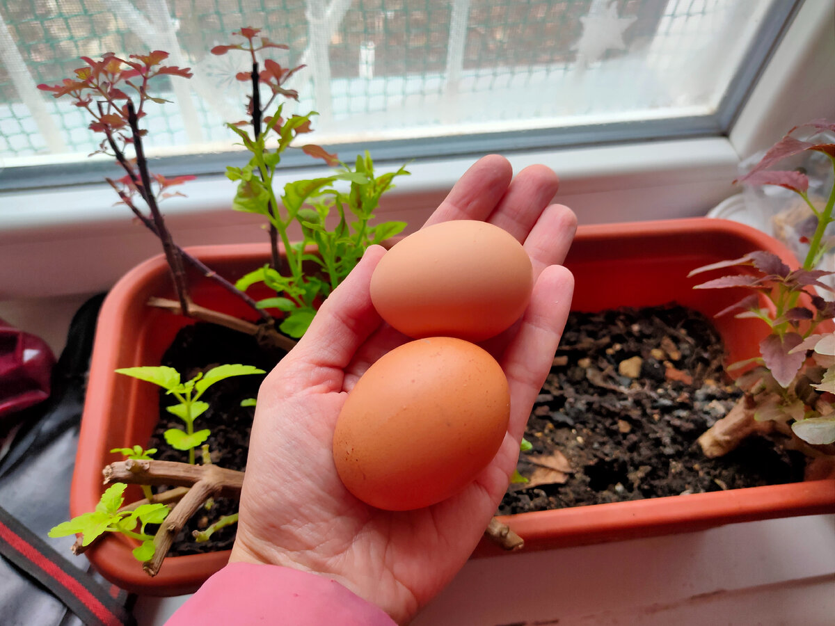 Вот такие яйца. Крупное снесла курочка Клара породы Ломан Браун. Маленькое - скорее всего от молодки породы  Шейвер Браун