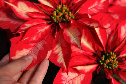 Flor de Navidad