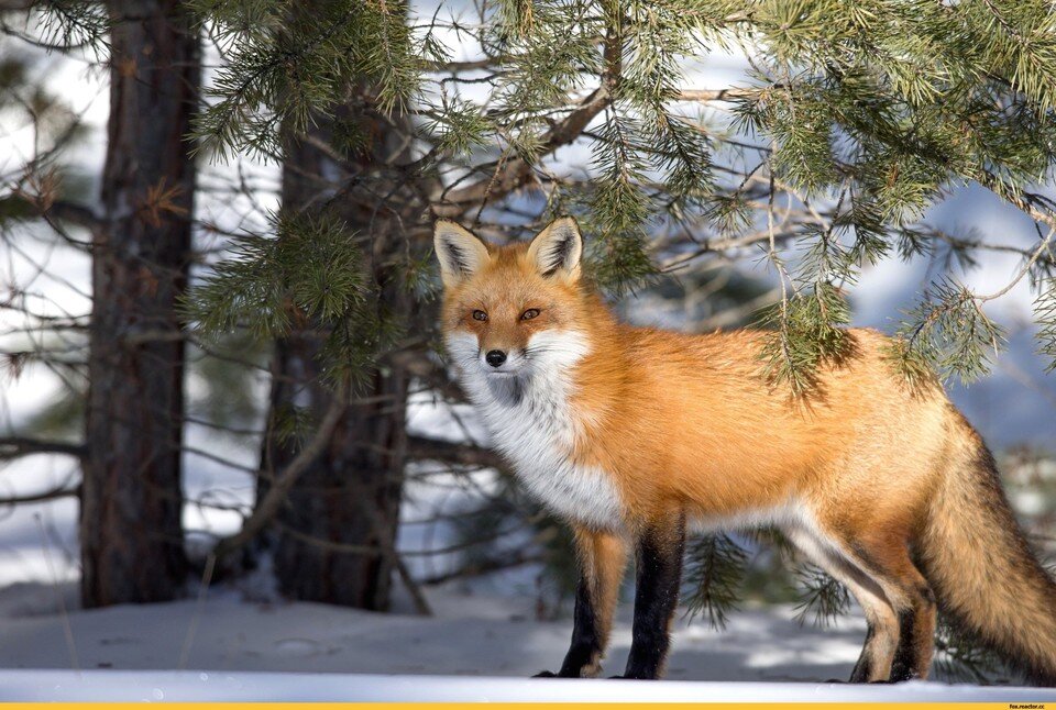     Рыжая красавица отращивает на зиму густой и пушистый мех. Фото: vsegda-pomnim.com