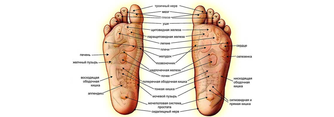 Карта стопы по органам