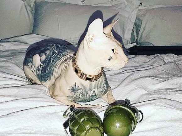 фото взято из открытых источников