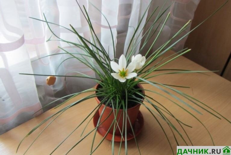 Теплолюбивый цветок «Зефирантес» (Выскочка): описание, уход в домашних условиях и фото