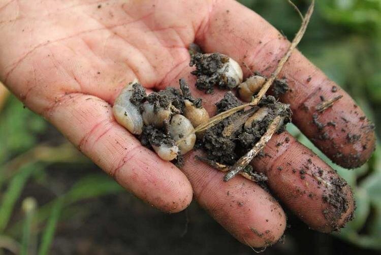 Фото с сайта https://fb.ru/post/gardening/2020/6/15/219750