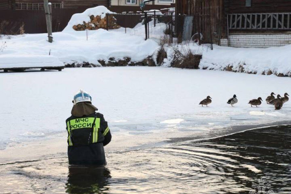     Утки в этом районе живут круглый год, не улетая на юг.  ГУ МЧС по Нижегородской области