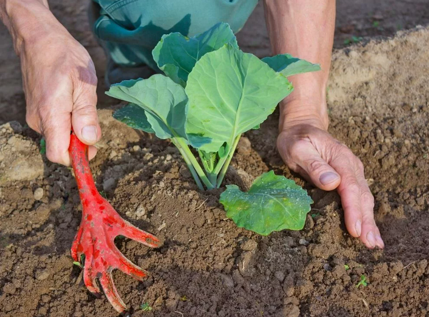 Фотография взята из источника 2sotki.ru 