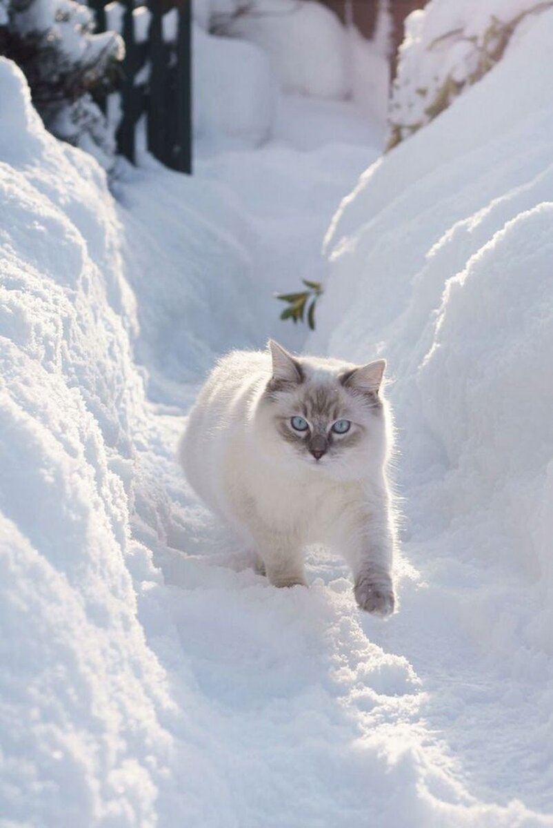 Кот в сугробе картинки