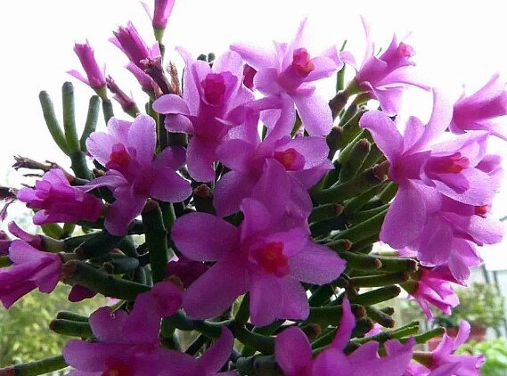 Это тоже хатиора, но называется Хатиора Гермина